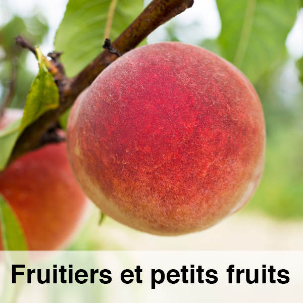 FICHE-fruitiers.png