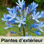 FICHE-plante-exterieur_s.jpg