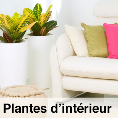 FICHE-plante-interieur_m.jpg