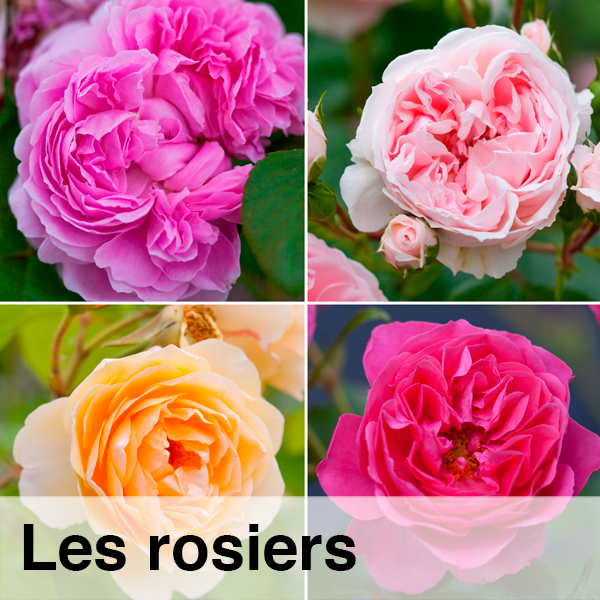 FICHE-rosiers.png