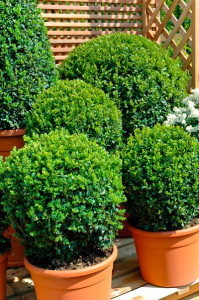 buis-boule-37-buxus.jpg