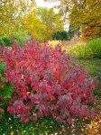 Cornus-alba-automne_s.jpg