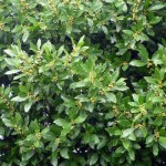 Laurier-sauce-laurus-nobilis_s.jpg