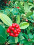 Skimmia-japonica-_s.jpg