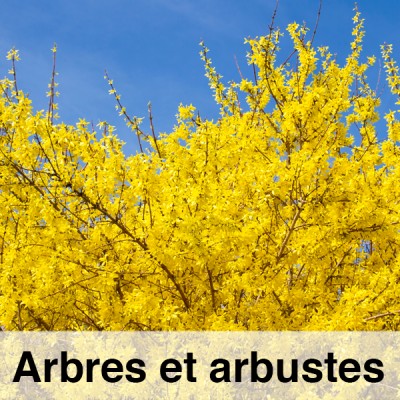 FICHE-arbres-arbustes_m.jpg