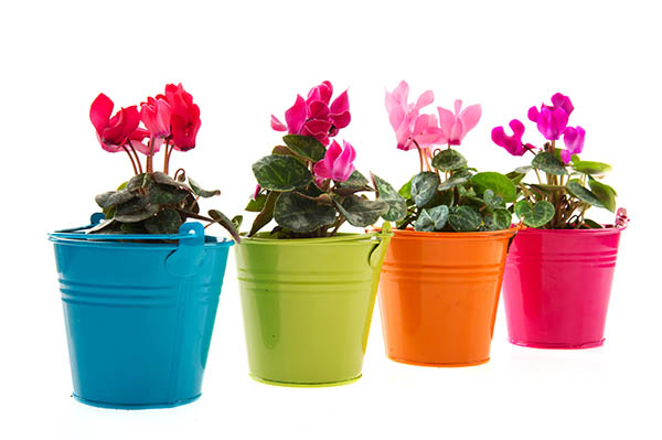 Colorful Cyclamen