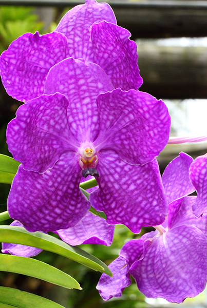 Beautiful pink orchid in a flowerpot