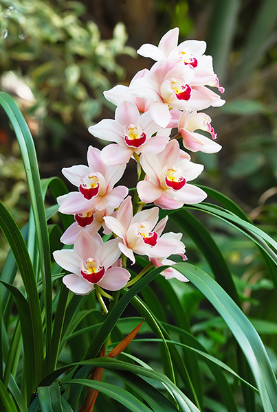 Beautiful pink orchid in a flowerpot