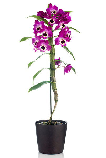Beautiful pink orchid in a flowerpot