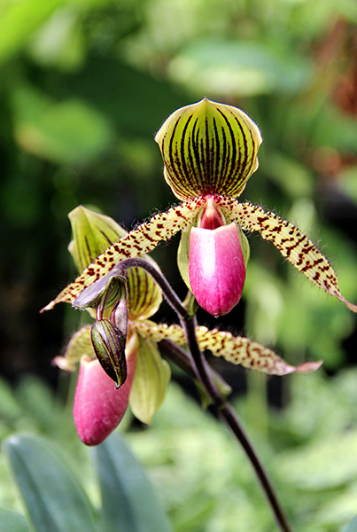 Beautiful pink orchid in a flowerpot