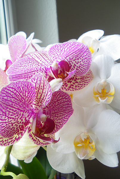 Beautiful pink orchid in a flowerpot