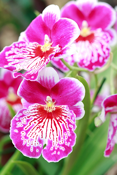 Beautiful pink orchid in a flowerpot