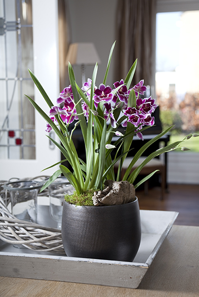 Beautiful pink orchid in a flowerpot