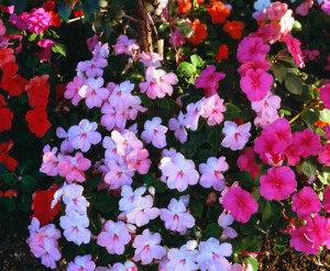 Impatiens_13954133_L.jpg