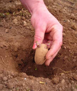 Plantation d'une pomme de terre