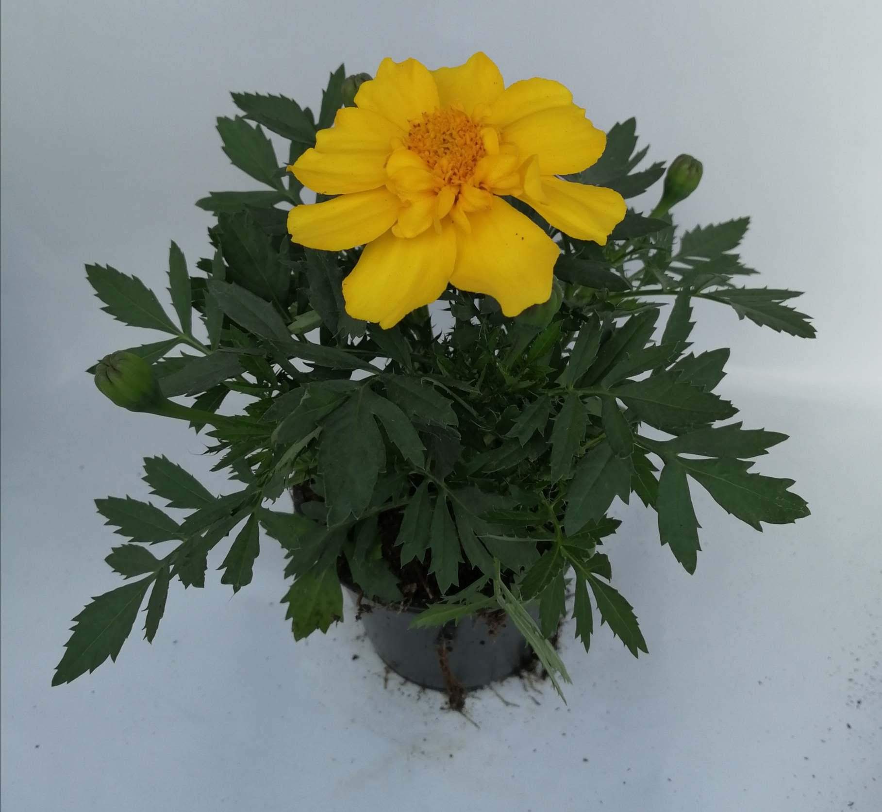 Oeillet d 'Inde jaune - Espace Plantes, jardinerie-fleuriste-producteur à  Merville