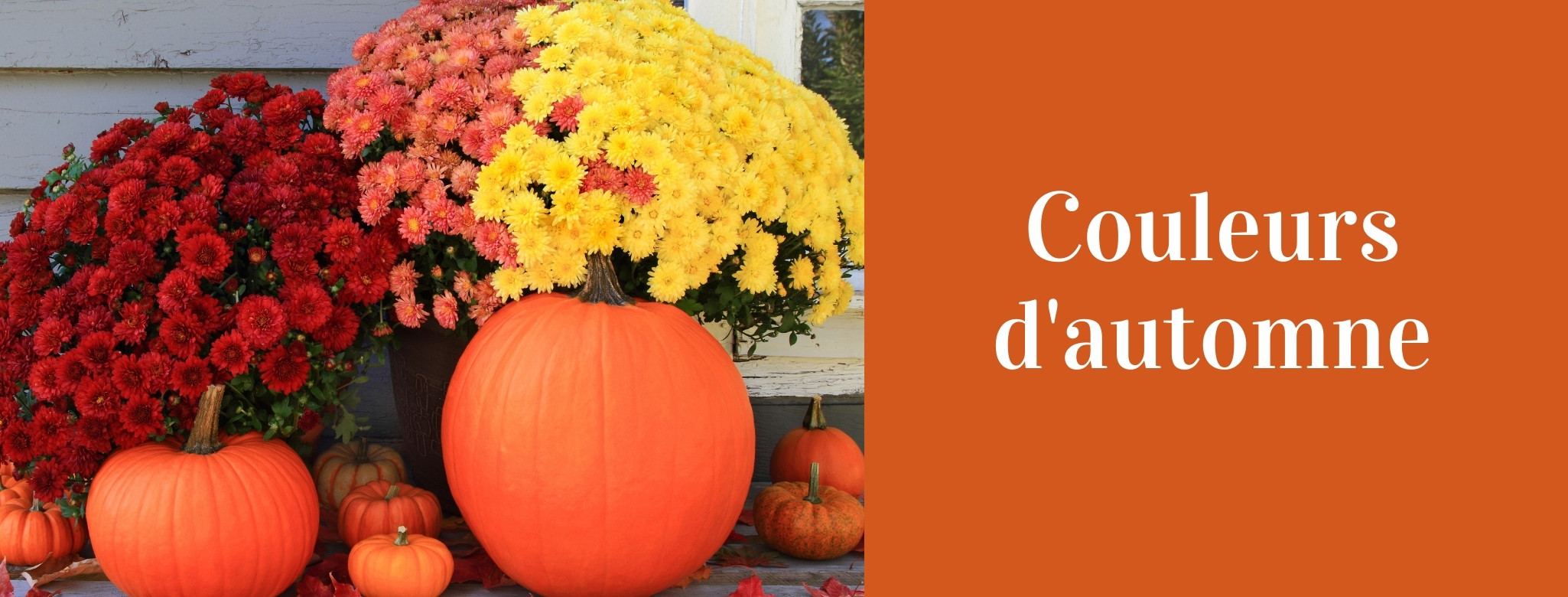 automne-plantes