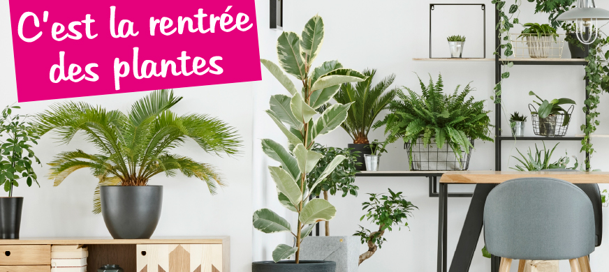 grand-choix-plantes