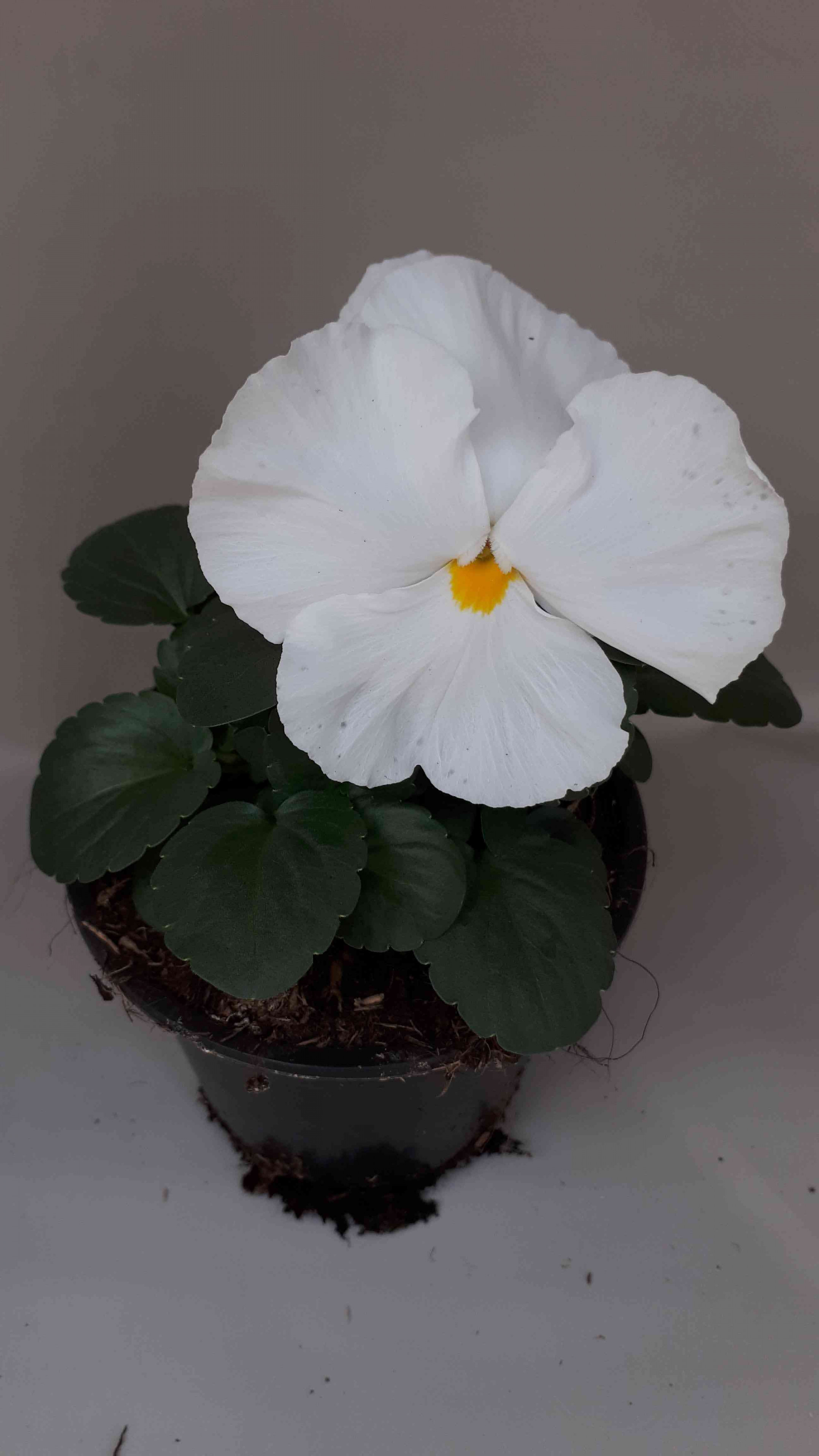Pensée blanche pure - Espace Plantes, jardinerie-fleuriste-producteur à  Merville