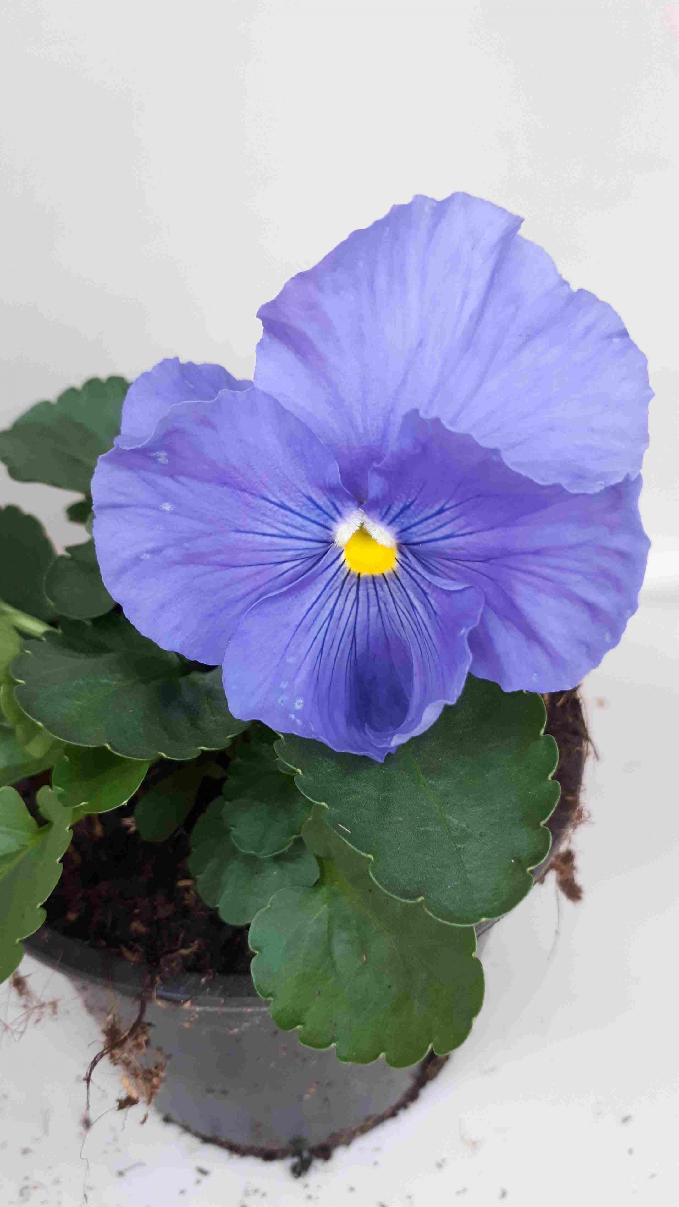 Pensée bleue azure - Espace Plantes, jardinerie-fleuriste-producteur à  Merville