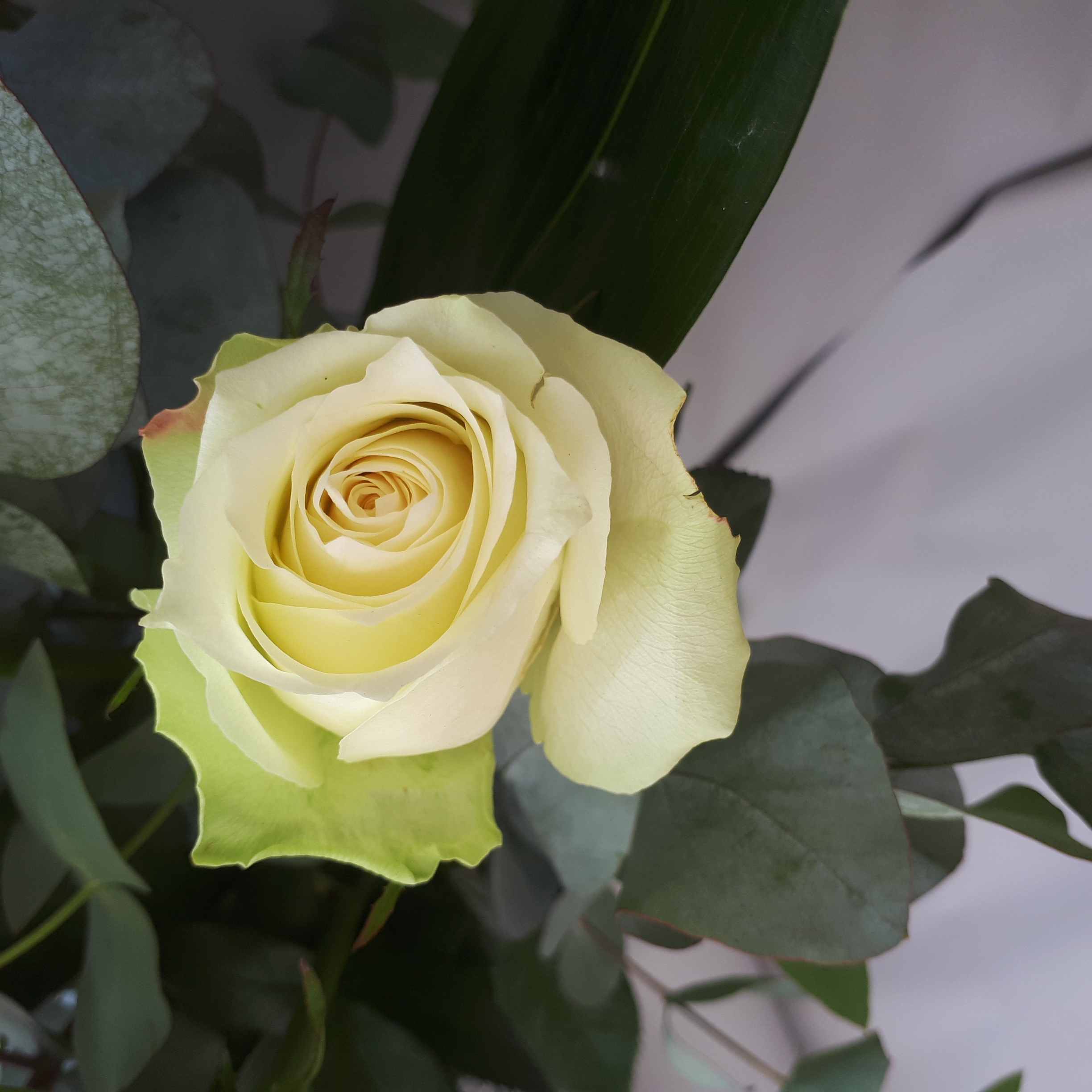 Bouquet de 7 roses blanches - Espace Plantes,  jardinerie-fleuriste-producteur à Merville