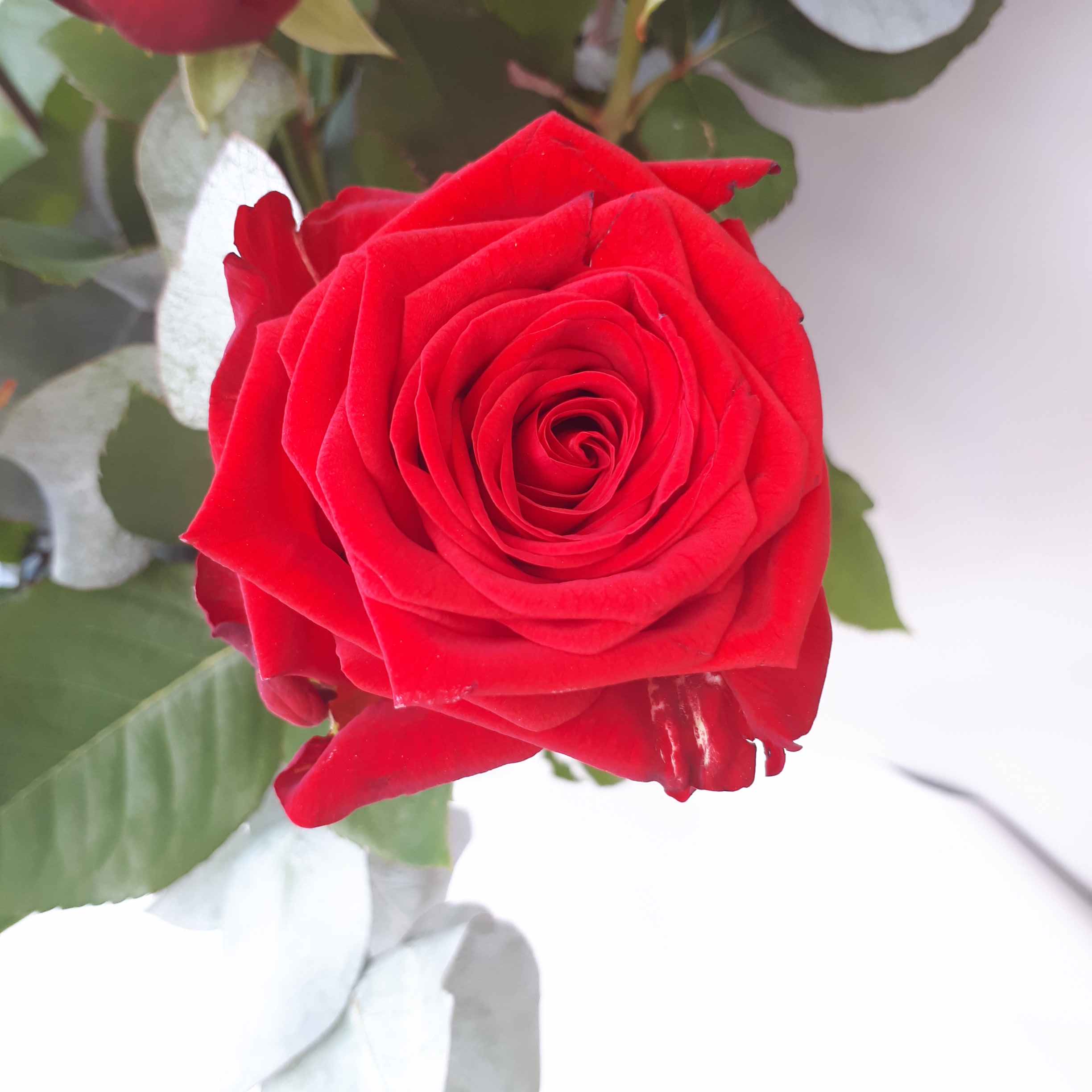 Bouquet de 7 roses rouges - Espace Plantes, jardinerie-fleuriste-producteur  à Merville